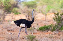 common-ostrich-struthio-camelus