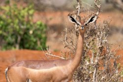 gerenuk-litocranius-walleri