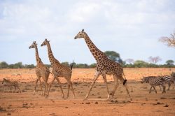 giraffe-giraffa-camelopardalis-2