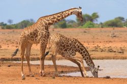 giraffe-giraffa-camelopardalis-3