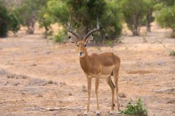 grants-gazelle-gazella-granti-5