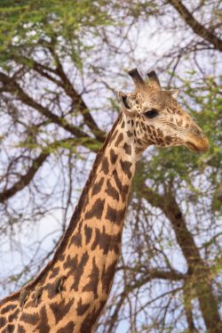 giraffe-giraffa-camelopardalis-4