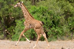 giraffe-giraffa-camelopardalis-5