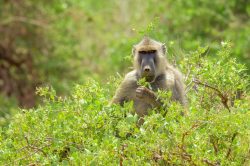 yellow-baboon-papio-cynocephalus-5