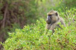 yellow-baboon-papio-cynocephalus-6