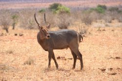 waterbuck-kobus-ellipsiprymnus