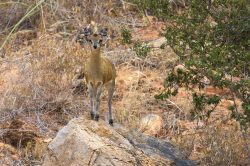 klipspringer-oreotragus-oreotragus