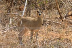 klipspringer-oreotragus-oreotragus-2