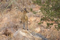 klipspringer-oreotragus-oreotragus-3