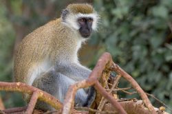 vervet-monkey-cercopithecus-pygerythrus