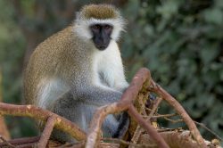 vervet-monkey-cercopithecus-pygerythrus-2