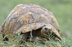 african-spurred-tortoise-centrochelys-sulcata