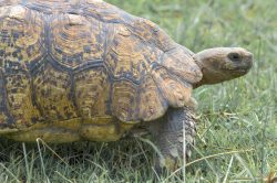 african-spurred-tortoise-centrochelys-sulcata-2