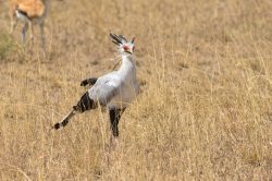 secretary-bird-sagittarius-serpentarius