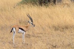 thomsons-gazelle-gazelle-rufifrons-2