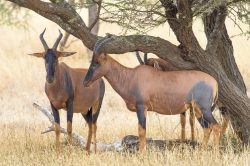topi-damaliscus-lunatus-6