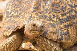 african-spurred-tortoise-centrochelys-sulcata-3