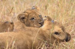 lion-cubs-playing-panthera-leo