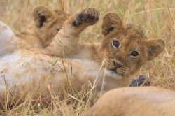 lion-cubs-playing-panthera-leo-2