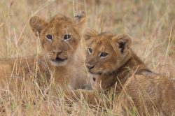 lion-cubs-playing-panthera-leo-3