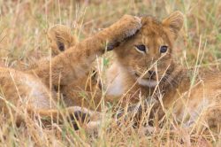 lion-cubs-playing-panthera-leo-4