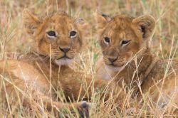 lion-cubs-playing-panthera-leo-5