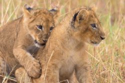 lion-cubs-playing-panthera-leo-6