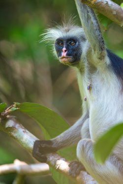 zanzibar-red-colobus-monkey-procolobus-kirkii