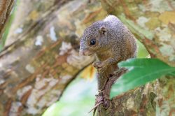 zanj-sun-squirrel-heliosciurus-undulatus