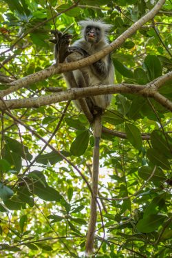 zanzibar-red-colobus-monkey-procolobus-kirkii-2
