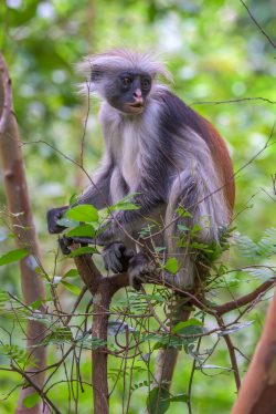zanzibar-red-colobus-monkey-procolobus-kirkii-3