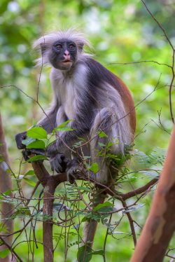zanzibar-red-colobus-monkey-procolobus-kirkii-4
