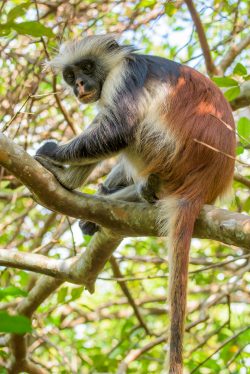 zanzibar-red-colobus-monkey-procolobus-kirkii-6
