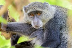 zanzibar-sykes-monkey-cercopithecus-mitis