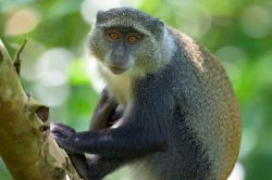 zanzibar-sykes-monkey-cercopithecus-mitis-2