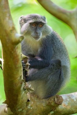 zanzibar-sykes-monkey-cercopithecus-mitis-3