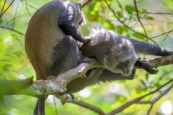 zanzibar-sykes-monkey-cercopithecus-mitis-4