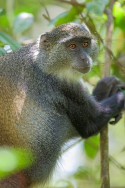 zanzibar-sykes-monkey-cercopithecus-mitis-5