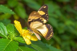 mocker-swallowtail-butterfly-papilio-dardanus