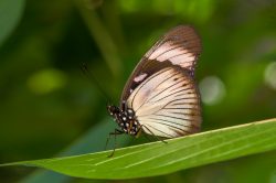 the-friar-butterfly-amauris-niavius