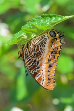 cream-banded-charaxes-charaxes-hansallii