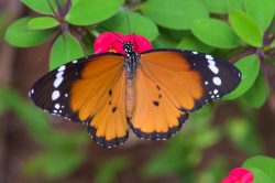 plain-tiger-danaus-chrysippus