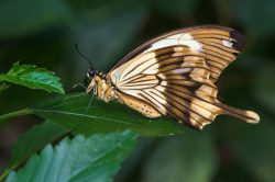 african-swallowtail-butterfly-papilio-dardanus