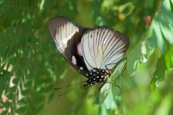 the-friar-butterfly-amauris-niavius-2