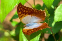 pointed-pearl-charaxes-fulvescens