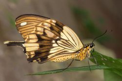 african-swallowtail-butterfly-papilio-dardanus-2