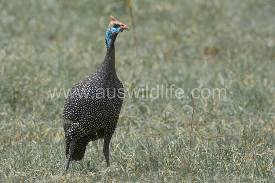 helmeted-guineafowl-numida-meleagris