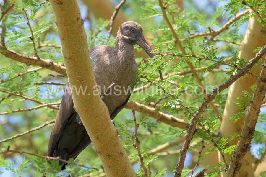 hadada-ibis-bostrychia-hagedash