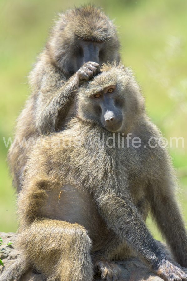 yellow-baboon-papio-cynocephalus