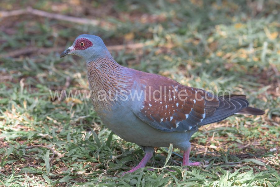 speckled-pigeon-columba-guinea